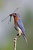 Eastern bluebird with dragonfly