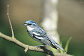 Cerulean Warbler