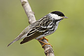 Blackpoll Warbler