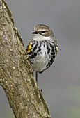 Yellow-rumped Warbler