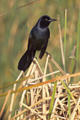 Boat-tailed Grackle