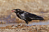 Common Raven