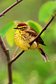 Male Palm Warbler