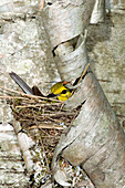 Black-throated Green Warbler