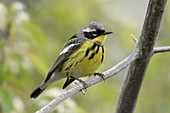 Magnolia Warbler