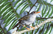 Orange-billed Nightingale-thrush