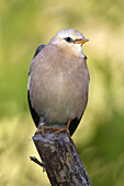 Bali Mynah