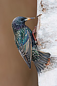 European Starling