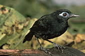 Immaculate Antbird