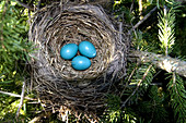 Robin Nest