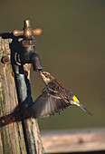 Warbler Drinking