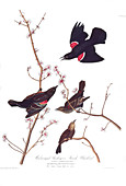 Audubon's Red-winged Blackbirds