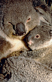Koala mother and young