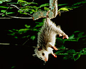 Young Virginia opossum (Didelphis virginiana)