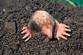Common mole