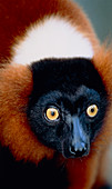 Red ruffed lemur