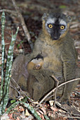 Red-fronted Lemur