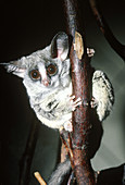 Lesser Bushbaby