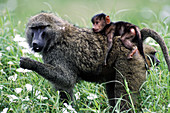 Baboon mother with young
