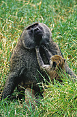 Young Olive Baboon grooming adult