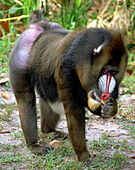 Mandrill (Mandrillus sphinx) eating fruit