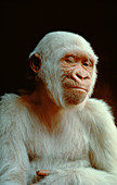 Albino lowland gorilla