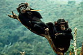 Chimpanzees