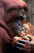 Orang-utan and baby