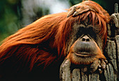 Sumatran orang-utan