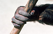 Chimpanzee Hand