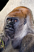 Lowland Gorilla (Gorilla gorilla)