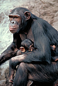 Chimpanzee with baby