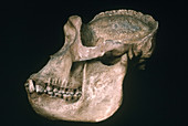 Gorilla Skull