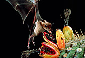 Long-nosed bat feeding