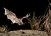 Heart-nosed bat