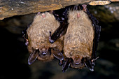 Little brown bats