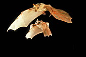 Gambian epaulet bats