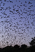 Mexican Free-tailed Bats