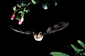 Goulds Long-eared Bat