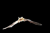 Northern Long-eared Bat