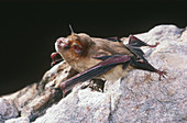 Orange Horseshoe Bat on cave wall
