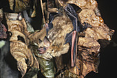 Eastern Pipistrelle Bat