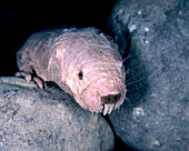 Naked Mole Rat