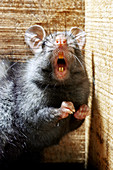 Black rat threatening with teeth bared