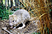 Tasmanian rat kangaroo