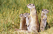 Beldings Ground Squirrels