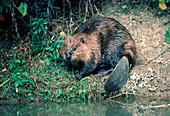 Beaver