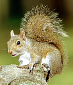 Eastern Grey Squirrel (Sciuru carolinensis)