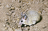 Egyptian Spiny Mouse