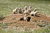 Blacktail Prairie Dog pups on crater